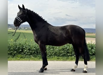 Heavy Warmblood, Gelding, 3 years, 16.1 hh, Black