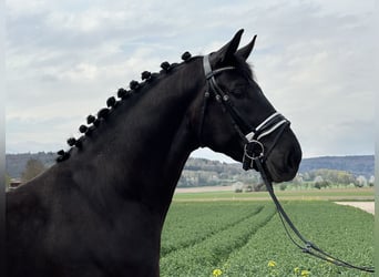 Heavy Warmblood, Gelding, 3 years, 16.1 hh, Black