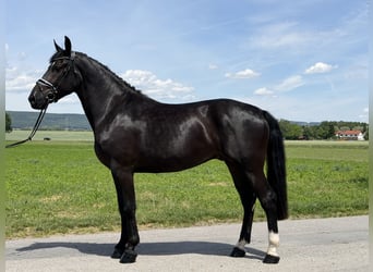 Heavy Warmblood, Gelding, 3 years, 16.1 hh, Black