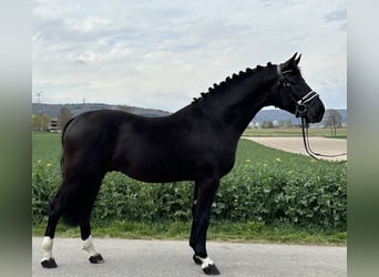 Heavy Warmblood, Gelding, 3 years, 16.1 hh, Black