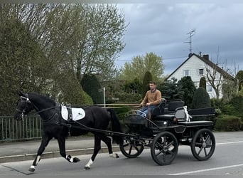 Heavy Warmblood, Gelding, 3 years, 16.1 hh, Black