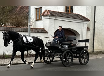 Heavy Warmblood, Gelding, 3 years, 16,1 hh, Black