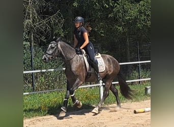 Heavy Warmblood Mix, Gelding, 3 years, 16.1 hh, Gray-Dark-Tan