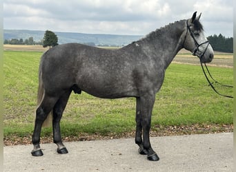 Heavy Warmblood, Gelding, 3 years, 16.1 hh, Grey