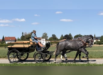 Heavy Warmblood, Gelding, 3 years, 16.1 hh, Grey-Dapple