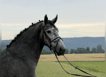 Heavy Warmblood, Gelding, 3 years, 16.1 hh, Grey-Dapple