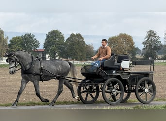 Heavy Warmblood, Gelding, 3 years, 16.1 hh, Grey