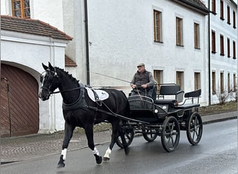 Heavy Warmblood, Gelding, 3 years, 16,2 hh, Black