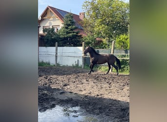 Heavy Warmblood, Gelding, 3 years, 16.2 hh, Brown