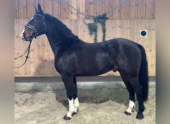 Heavy Warmblood, Gelding, 3 years, 16 hh, Bay-Dark