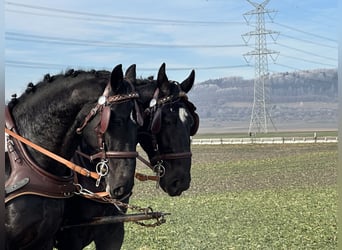 Heavy Warmblood, Gelding, 3 years, 16 hh, Black