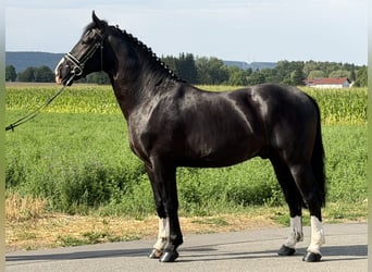 Heavy Warmblood, Gelding, 3 years, 16 hh, Black