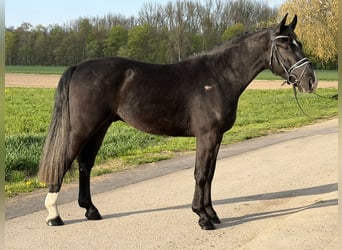 Heavy Warmblood, Gelding, 3 years, 16 hh, Black