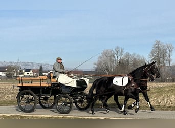 Heavy Warmblood, Gelding, 3 years, 16 hh, Black