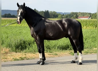 Heavy Warmblood, Gelding, 3 years, 16 hh, Black