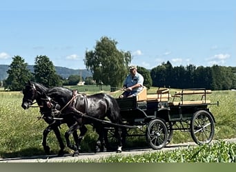 Heavy Warmblood, Gelding, 3 years, 16 hh, Black