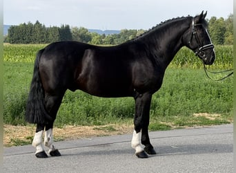 Heavy Warmblood, Gelding, 3 years, 16 hh, Black