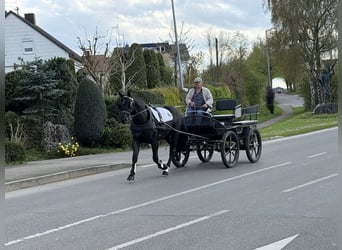 Heavy Warmblood, Gelding, 3 years, 16 hh, Black
