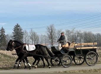 Heavy Warmblood, Gelding, 3 years, 16 hh, Black