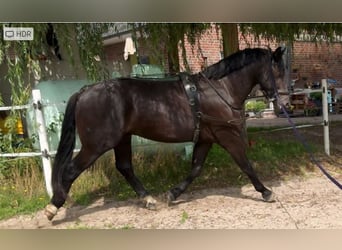 Heavy Warmblood, Gelding, 3 years, 16 hh, Black