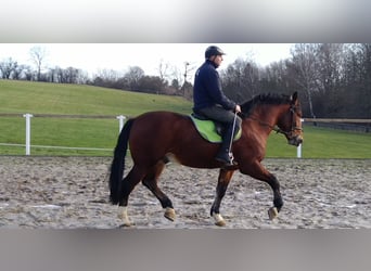 Heavy Warmblood Mix, Gelding, 3 years, 16 hh, Brown