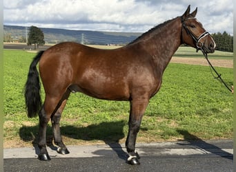 Heavy Warmblood, Gelding, 3 years, 16 hh, Brown