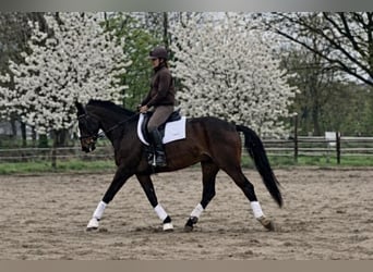 Heavy Warmblood, Gelding, 3 years, 16 hh, Brown
