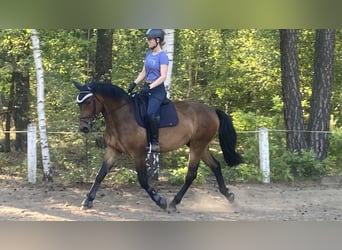 Heavy Warmblood, Gelding, 3 years, 16 hh, Brown