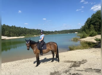 Heavy Warmblood, Gelding, 3 years, 16 hh, Brown