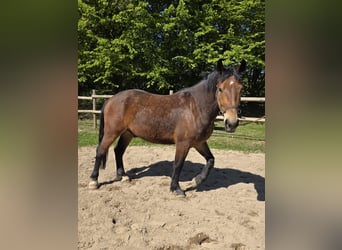 Heavy Warmblood, Gelding, 3 years, 16 hh, Brown