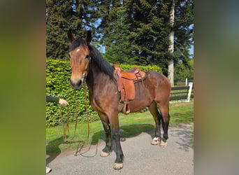 Heavy Warmblood, Gelding, 3 years, 16 hh, Brown