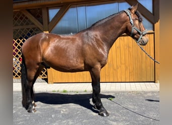 Heavy Warmblood Mix, Gelding, 3 years, 16 hh, Brown