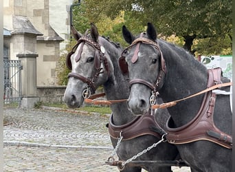Heavy Warmblood Mix, Gelding, 3 years, 16 hh, Grey-Dark-Tan