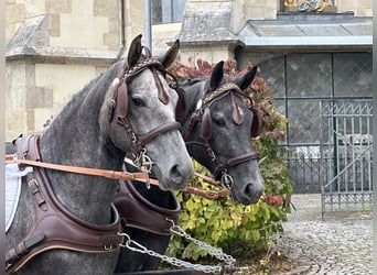 Heavy Warmblood Mix, Gelding, 3 years, 16 hh, Grey-Dark-Tan