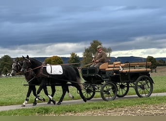 Heavy Warmblood Mix, Gelding, 3 years, 16 hh, Grey-Dark-Tan