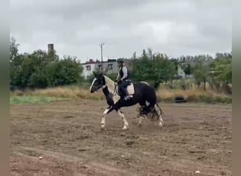 Heavy Warmblood, Gelding, 3 years, 16 hh, Pinto