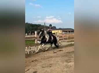 Heavy Warmblood, Gelding, 3 years, 16 hh, Pinto