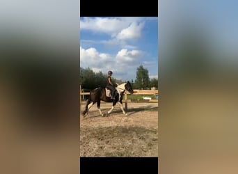 Heavy Warmblood, Gelding, 3 years, 16 hh, Pinto