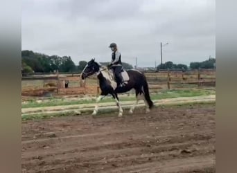 Heavy Warmblood, Gelding, 3 years, 16 hh, Pinto