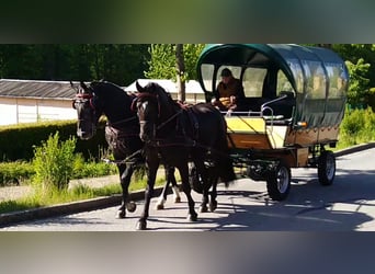 Heavy Warmblood Mix, Gelding, 3 years, 16,1 hh, Black
