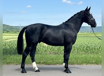 Heavy Warmblood, Gelding, 3 years, 16,1 hh, Black