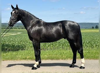 Heavy Warmblood, Gelding, 3 years, 16,1 hh, Black