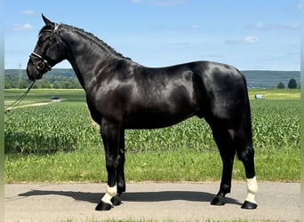 Heavy Warmblood, Gelding, 3 years, 16,1 hh, Black