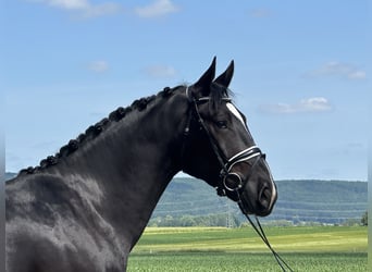 Heavy Warmblood, Gelding, 3 years, 16,1 hh, Black