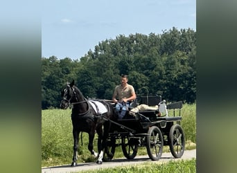Heavy Warmblood, Gelding, 3 years, 16,1 hh, Black