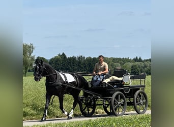 Heavy Warmblood, Gelding, 3 years, 16,1 hh, Black