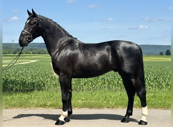 Heavy Warmblood, Gelding, 3 years, 16,1 hh, Black