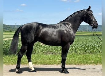 Heavy Warmblood, Gelding, 3 years, 16,1 hh, Black