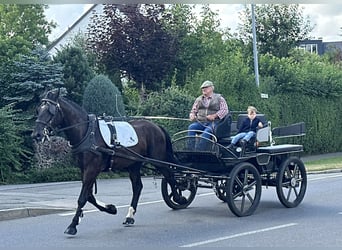 Heavy Warmblood, Gelding, 3 years, 16,1 hh, Black