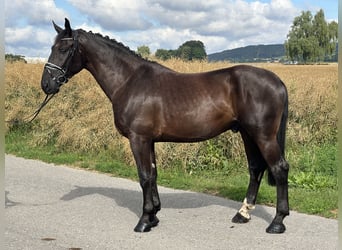 Heavy Warmblood, Gelding, 3 years, 16,1 hh, Black